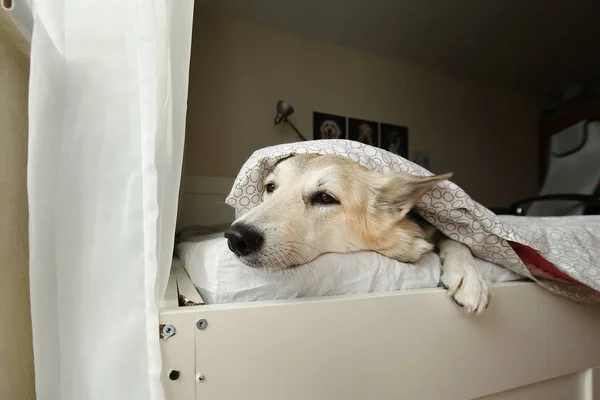 Lazy dog under blanket in bed during morning time