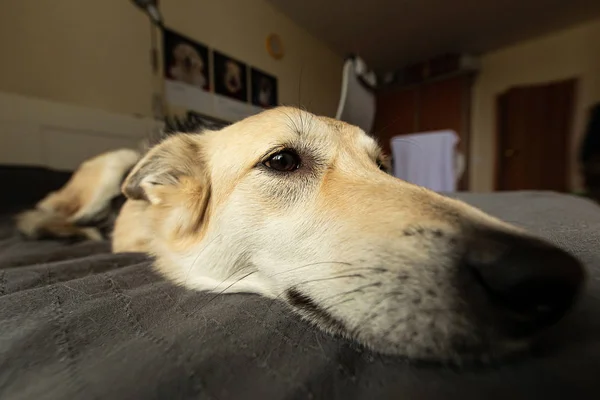 Söta neb av lugn hund liggande på sängen — Stockfoto
