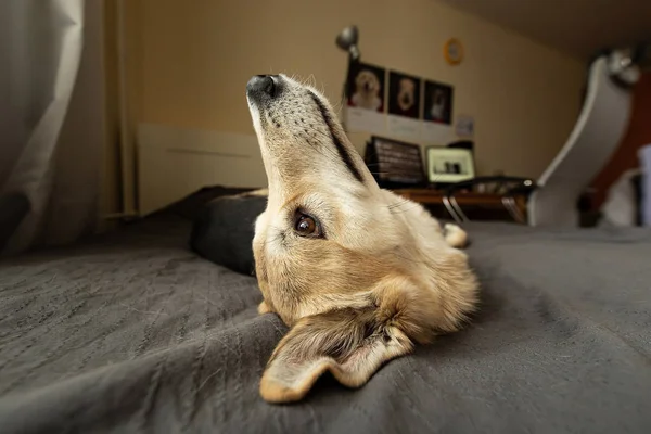 Cute neb of calm dog lying on bed — Stock Photo, Image