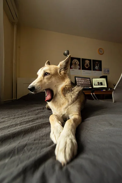 Leniwy pies relaksuje się na łóżku i ziewa — Zdjęcie stockowe