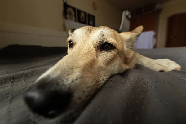 Lindo neb de perro tranquilo acostado en la cama —  Fotos de Stock