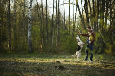 Büyük köpeği güneşli ormanda yeşil çayırda eğiten adam.