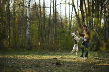 Büyük köpeği güneşli ormanda yeşil çayırda eğiten adam.