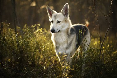 Ormandaki çayırda duran sakin büyük köpek.