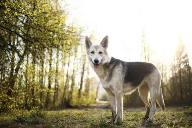 Ormandaki çayırda duran sakin büyük köpek.