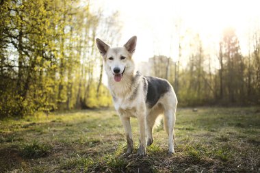 Ormandaki çayırda duran sakin büyük köpek.