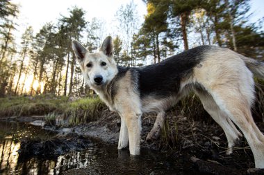 Ormanda kirli su birikintisinde yürüyen köpek kameraya bakıyor.
