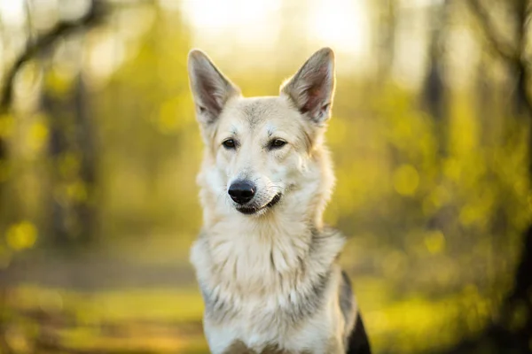 Peaceful big dog on walk in green forest — Stock Photo, Image