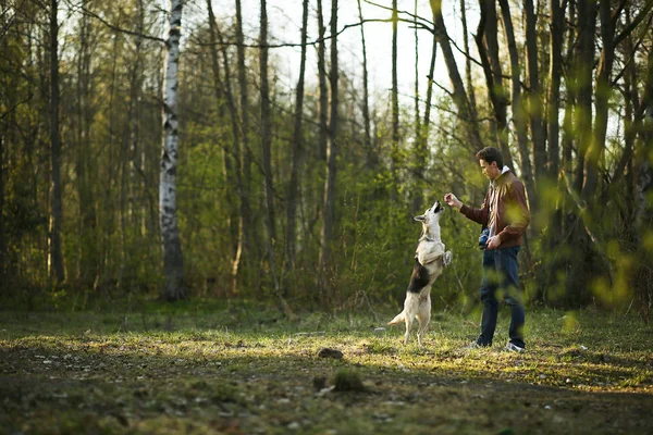 Homem treinando cachorro grande no prado verde em bosques ensolarados — Fotografia de Stock