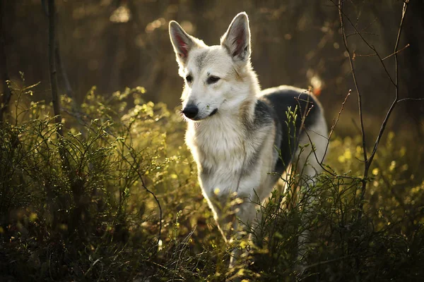 Ηρεμία μεγάλο σκυλί στέκεται στο λιβάδι στο δάσος — Φωτογραφία Αρχείου