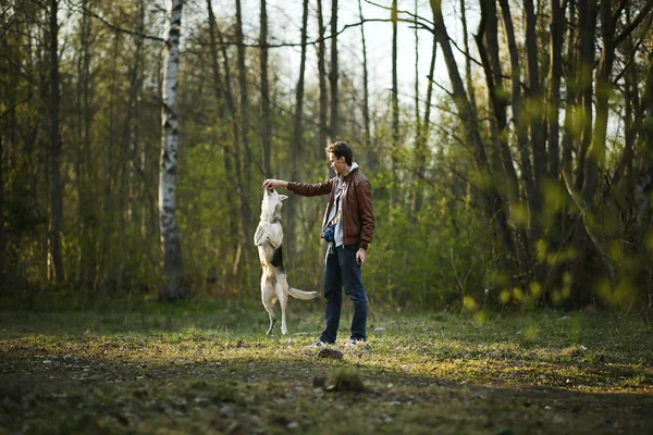Hombre entrenando a perro grande en prado verde en bosques soleados — Foto de Stock
