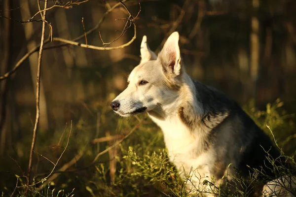 Спокійний великий собака стоїть на лузі в лісі — стокове фото