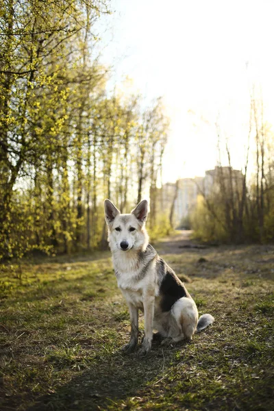 Calma cachorro grande sentado no prado na floresta — Fotografia de Stock