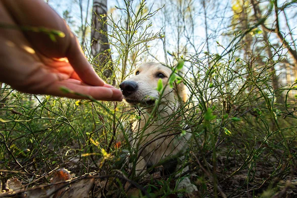 Perro amable relajándose en la hierba mientras huele la mano del propietario —  Fotos de Stock