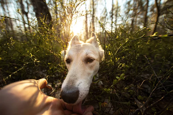 Uprzejmy pies relaksujący się na trawie wąchając dłoń właściciela — Zdjęcie stockowe
