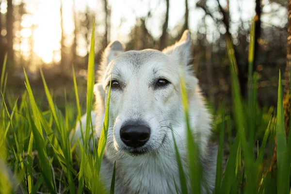 Pastor perro de pie en el bosque en el día de verano —  Fotos de Stock