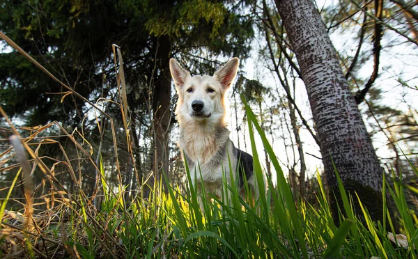 Schäferhund steht an Sommertagen im Wald — Stockfoto