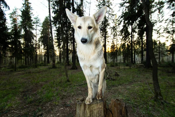 Perro pastor adulto posando sobre un muñón en el bosque —  Fotos de Stock
