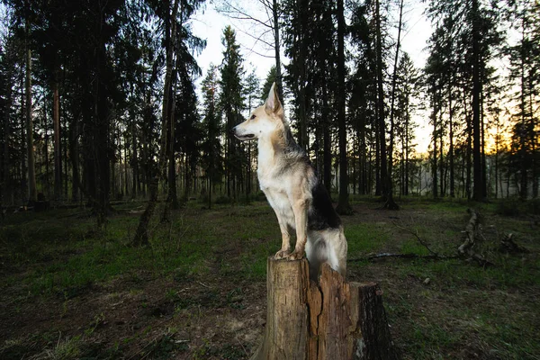 Vuxen herde hund poserar på stubbe i skogen — Stockfoto