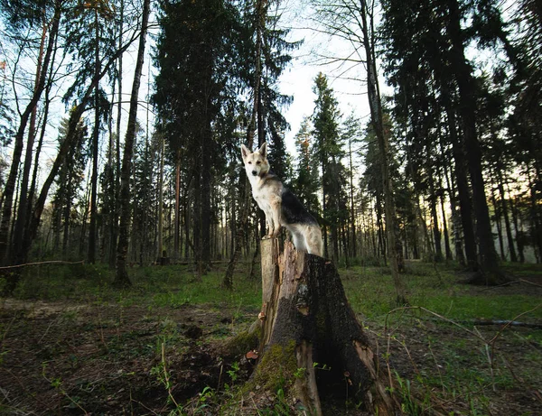 Anjing gembala dewasa berpose diatas tunggul di hutan. — Stok Foto