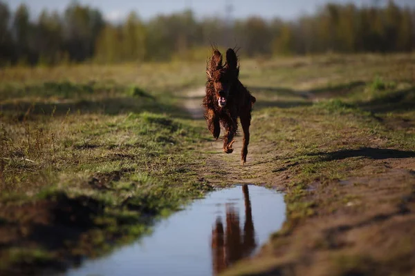 Wet Irish Setter hond draait op plas — Stockfoto