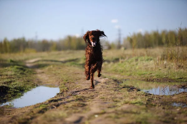 Sujo Irish Setter cão correndo no campo de primavera — Fotografia de Stock