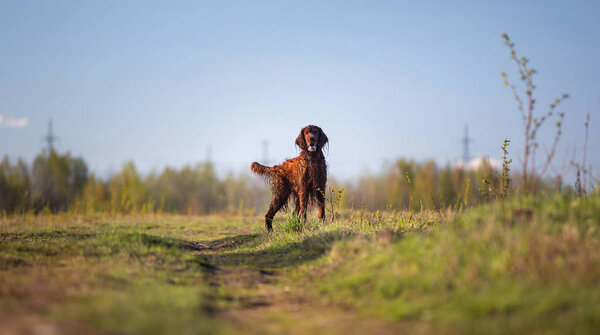 Irish Setter dog on spring field searching for prey 