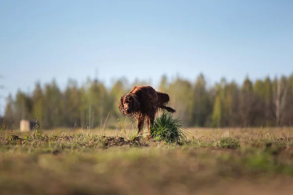 Irlandés setter perro meando en hierba mechón en campo — Foto de Stock