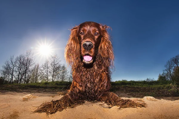 Excited Irish Setter dog lying on ground in fair weather — Stock Photo, Image