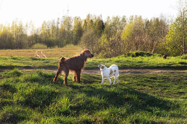 Köpekler sahada durur ve birbirlerini koklarlar. — Stok fotoğraf