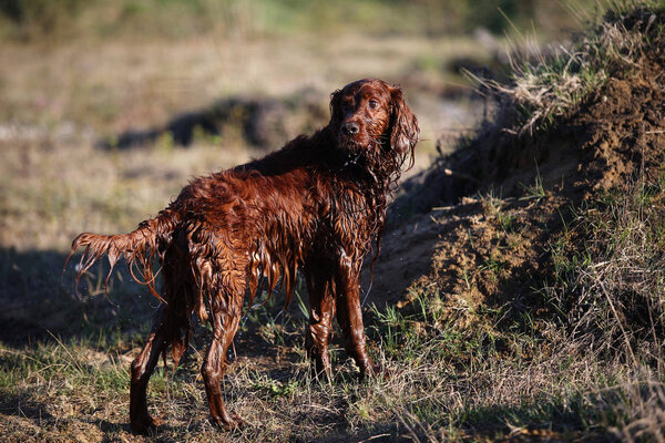 Dirty Irish Setter dog standing on spring field