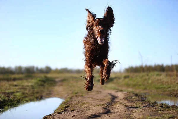Caza perro Setter irlandés corriendo en el campo — Foto de Stock