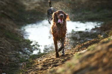 Kırsalda çamurlu su birikintisinde koşan neşeli köpekler.