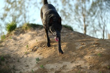 Yeşil alanda duran Kara Hollandalı Çoban