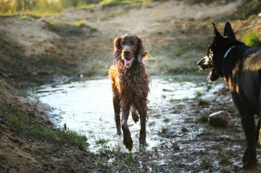 Kırsalda çamurlu su birikintisinde koşan neşeli köpekler.