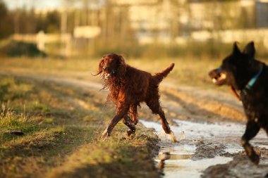 Köpekler çayırda tahta sopayla oynuyorlar