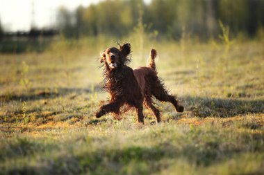 İrlanda Yerleşimci Köpeği Av Alanı