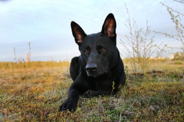 Kameraya bakan siyah Hollandalı kurt köpeği