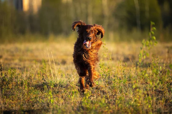 Chasse irlandais Setter chien en cours d'exécution sur le terrain — Photo