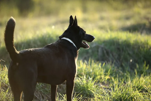 緑のフィールドに立って黒オランダの羊飼い — ストック写真