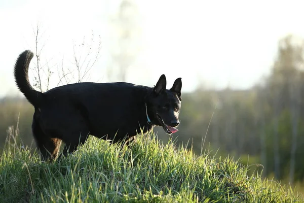 緑のフィールドに立って黒オランダの羊飼い — ストック写真