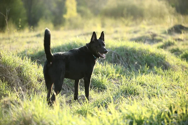 Black Dutch Shepherd standing on green field