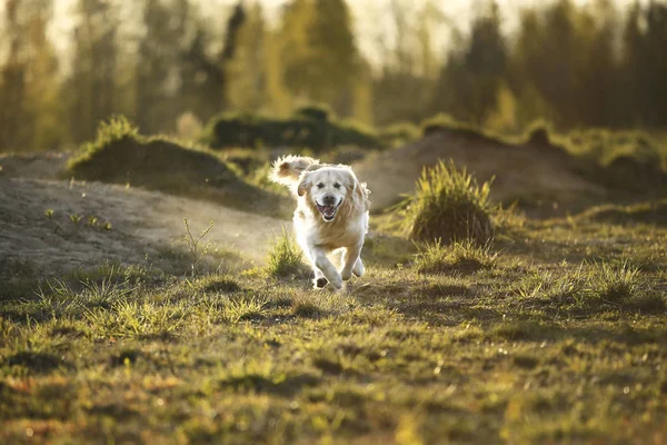 Golden Retriever dog runs on spring field — Stock Photo, Image