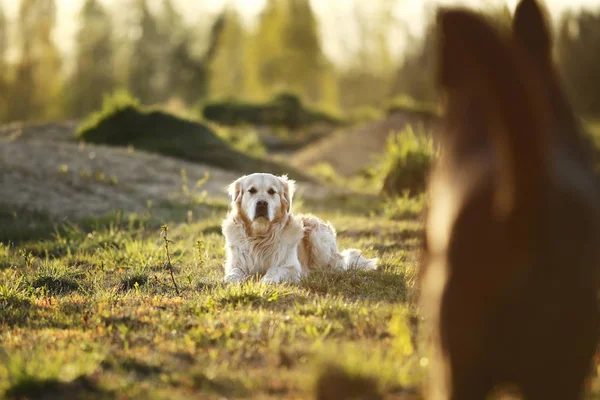 Golden Retriever dog lying on spring field