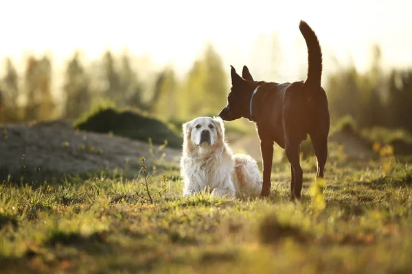 Perros parados en el campo y oliéndose unos a otros —  Fotos de Stock