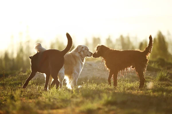 Perros parados en el campo y oliéndose unos a otros —  Fotos de Stock