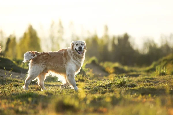 Golden Retriever dog standing on spring field