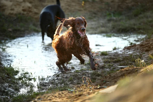 Kırsalda çamurlu su birikintisinde koşan neşeli köpekler. — Stok fotoğraf