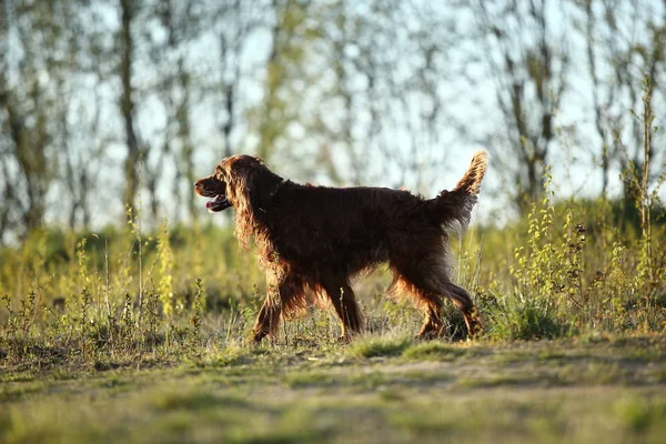 Chasse irlandais Setter chien en cours d'exécution sur le terrain — Photo