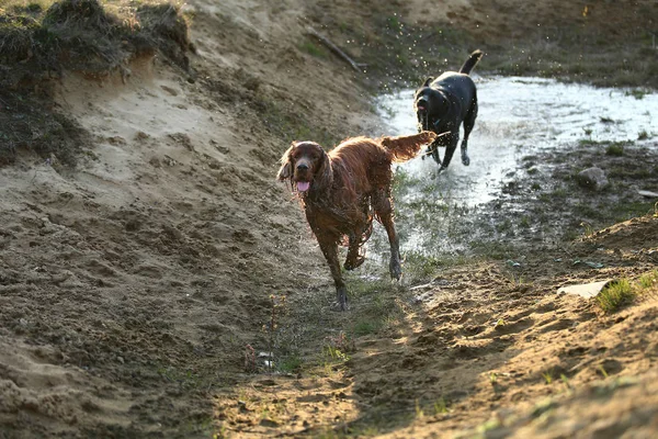 Speelse honden rennen op modderige plas op het platteland — Stockfoto